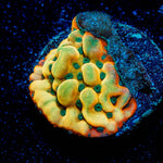 Alter Ego Montipora 