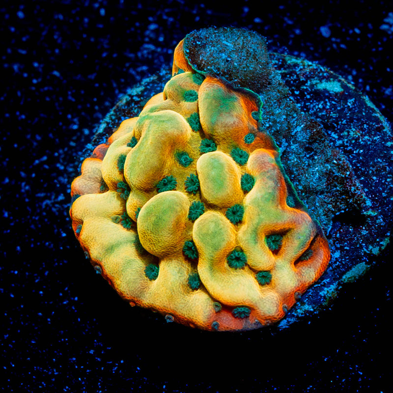 Alter Ego Montipora
