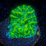 JF Limelight Hydnophora