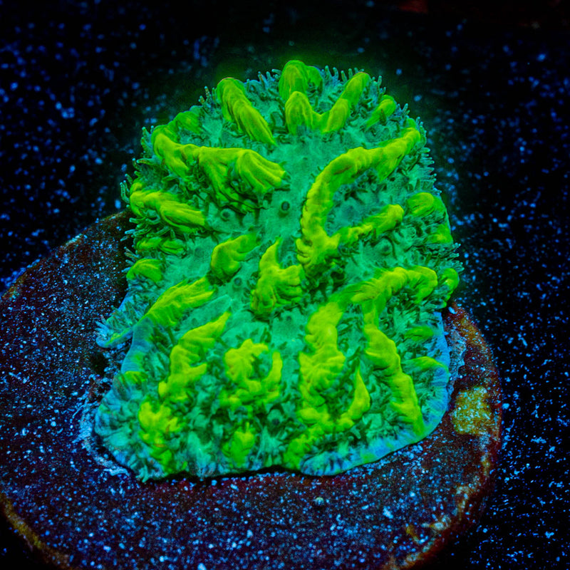 JF Limelight Hydnophora