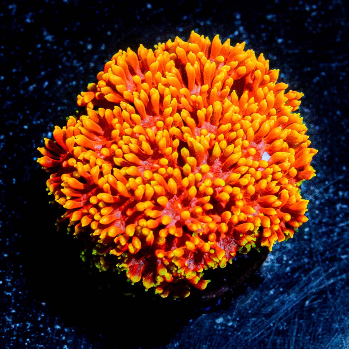 Raibow Barnardapora - riptide aquaculture llc