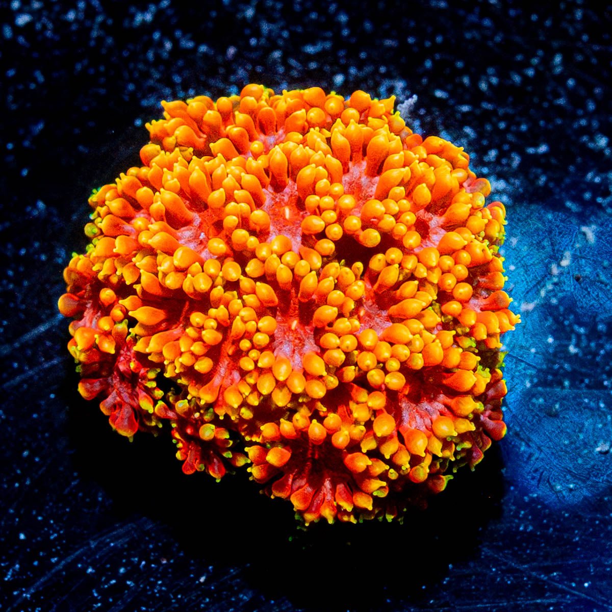 Raibow Barnardapora - riptide aquaculture llc