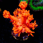 Red Bull Goniopora - riptide aquaculture llc