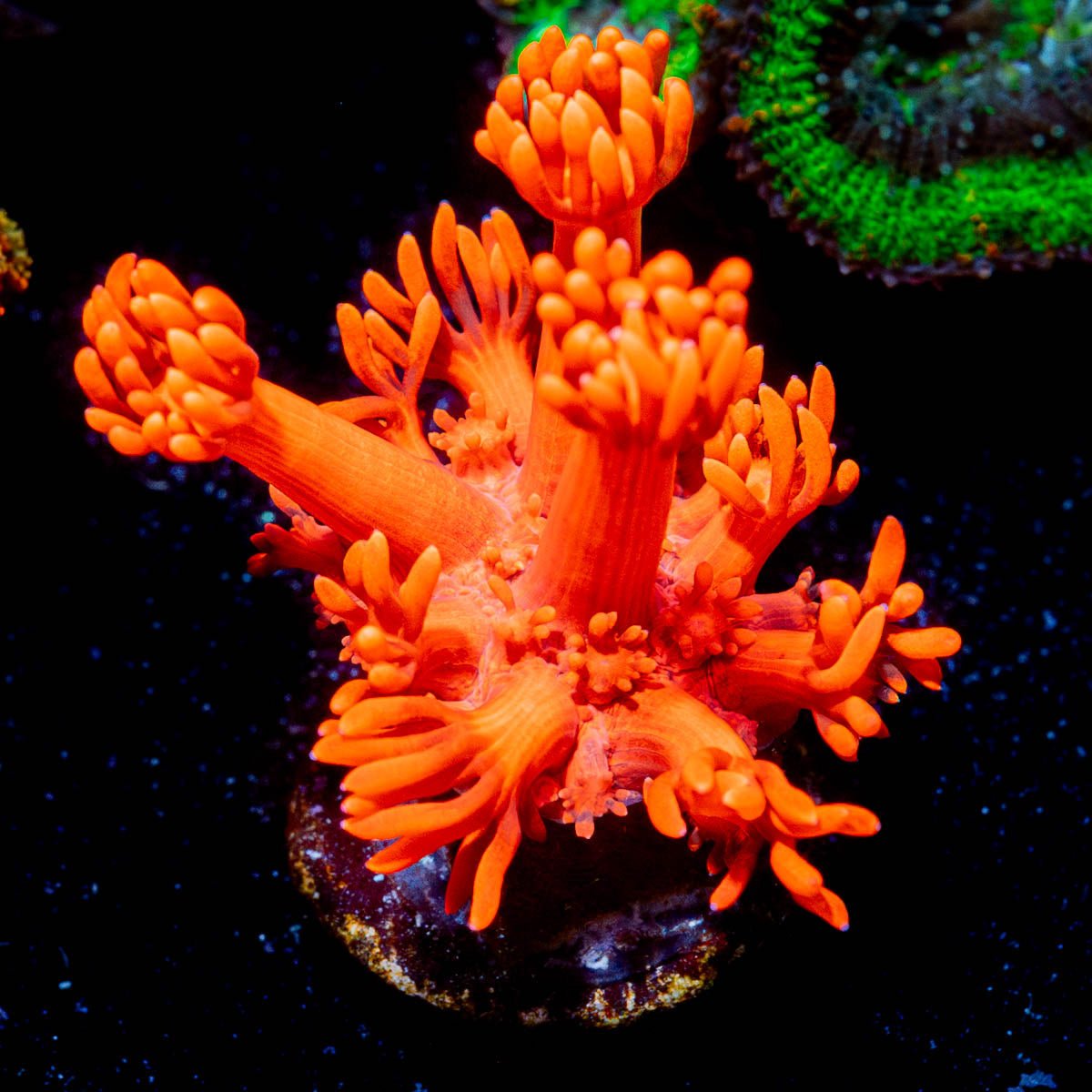 Red Bull Goniopora - riptide aquaculture llc