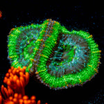 Acan / Micromussa 