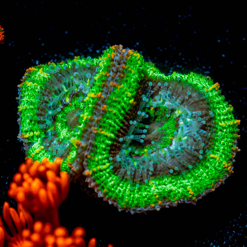 Acan / Micromussa