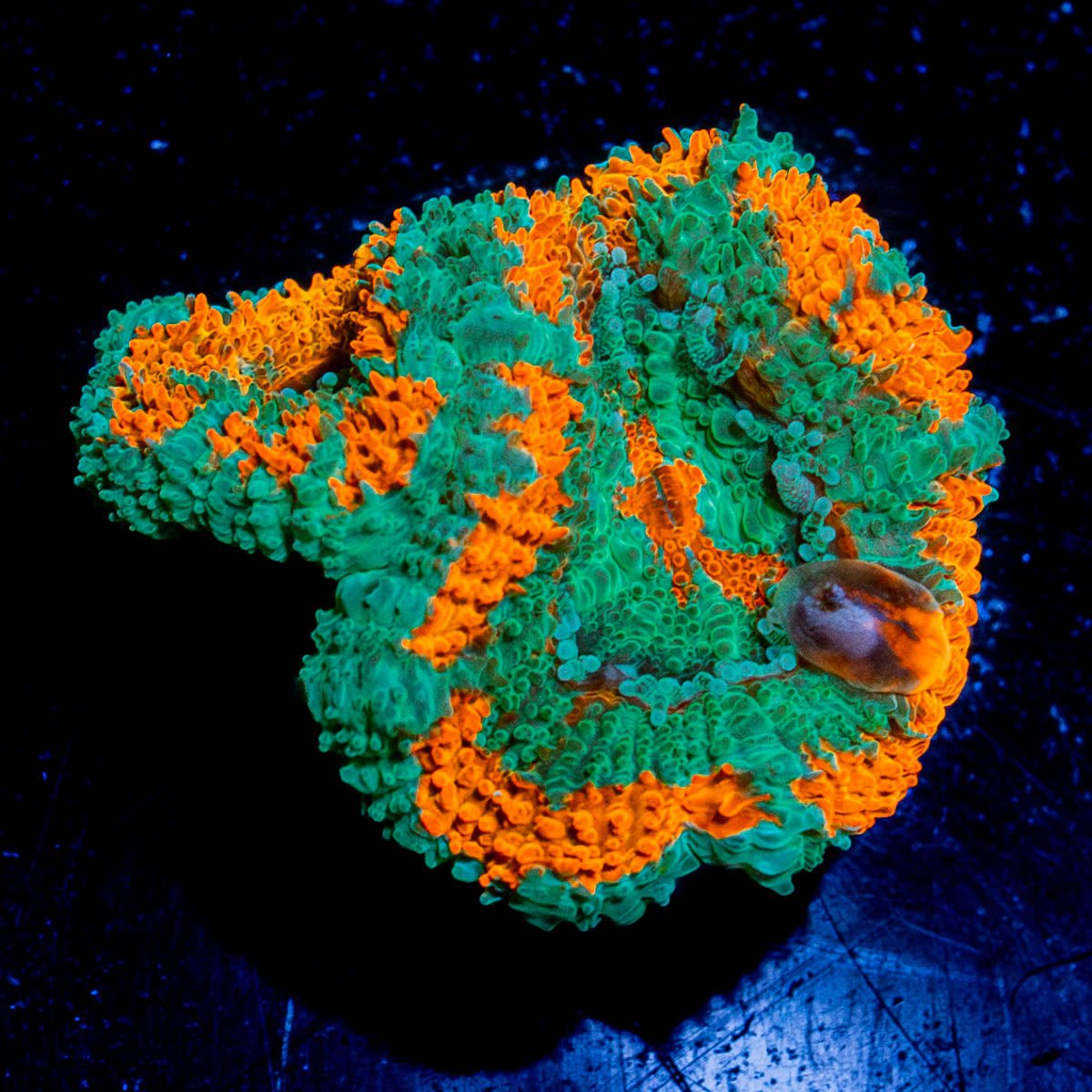 Bulls Eye Acan / Micromussa 