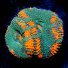 Bulls Eye Acan / Micromussa 