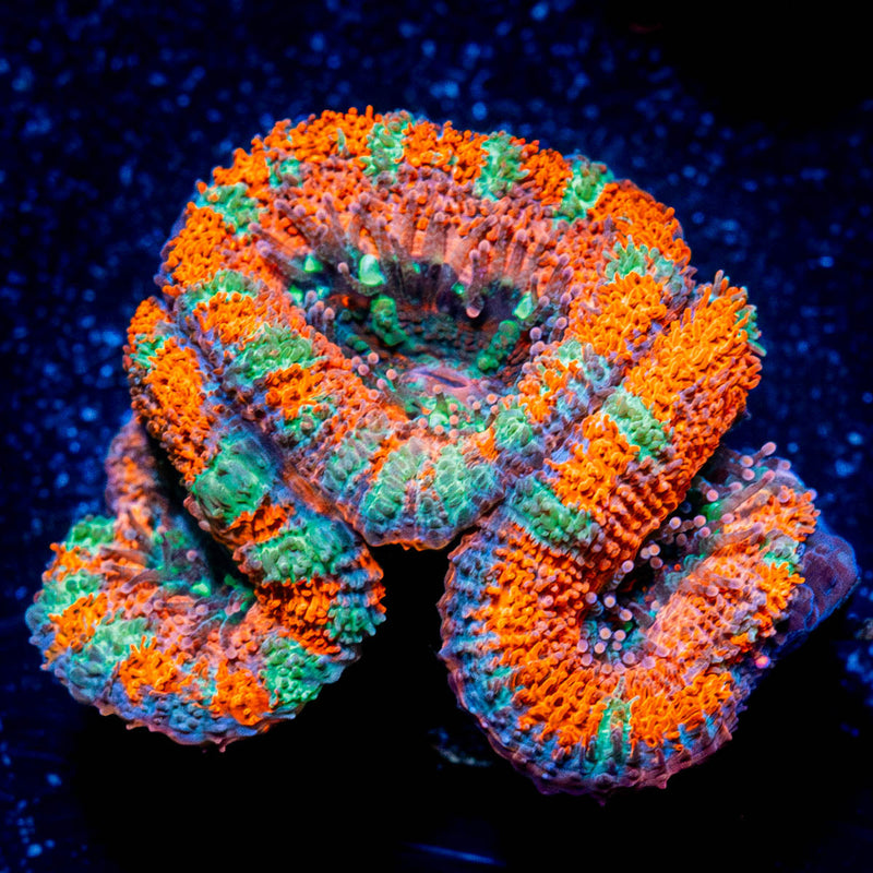 Acan Micromussa