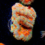 Acan Micromussa - riptide aquaculture llc