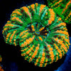 Ultra Green Button Scoly 
