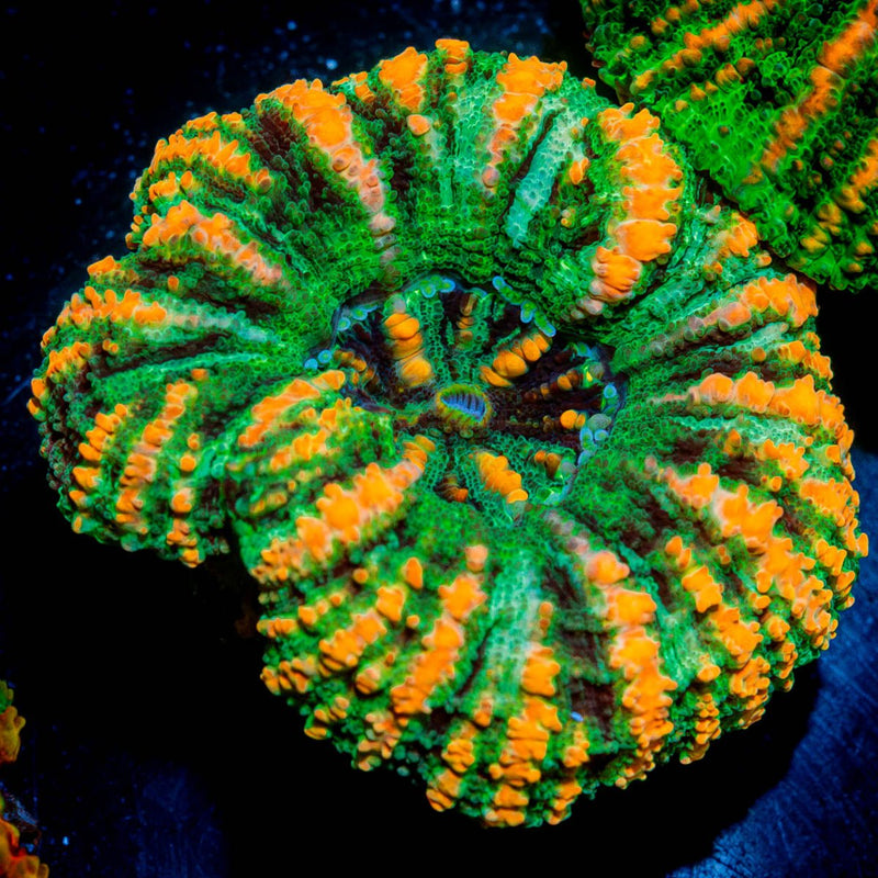 Green Florida Ricordea Mushroom