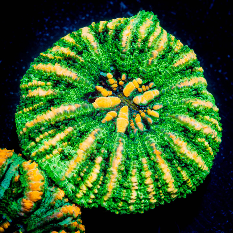 Ultra Green Button Scoly