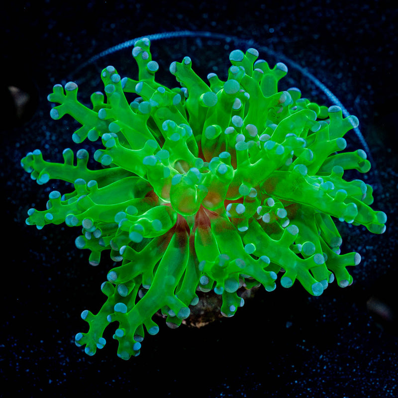 Classic FrogSpawn