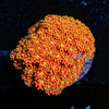 Rainbow Banardapora - riptide aquaculture llc