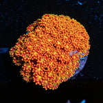 Rainbow Banardapora - riptide aquaculture llc