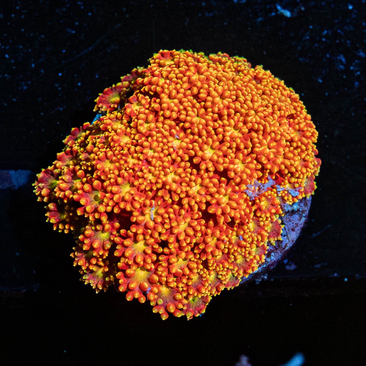 Rainbow Banardapora - riptide aquaculture llc