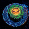 Blood Shots Zoanthid - riptide aquaculture llc