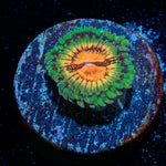 Blood Shots Zoanthid - riptide aquaculture llc