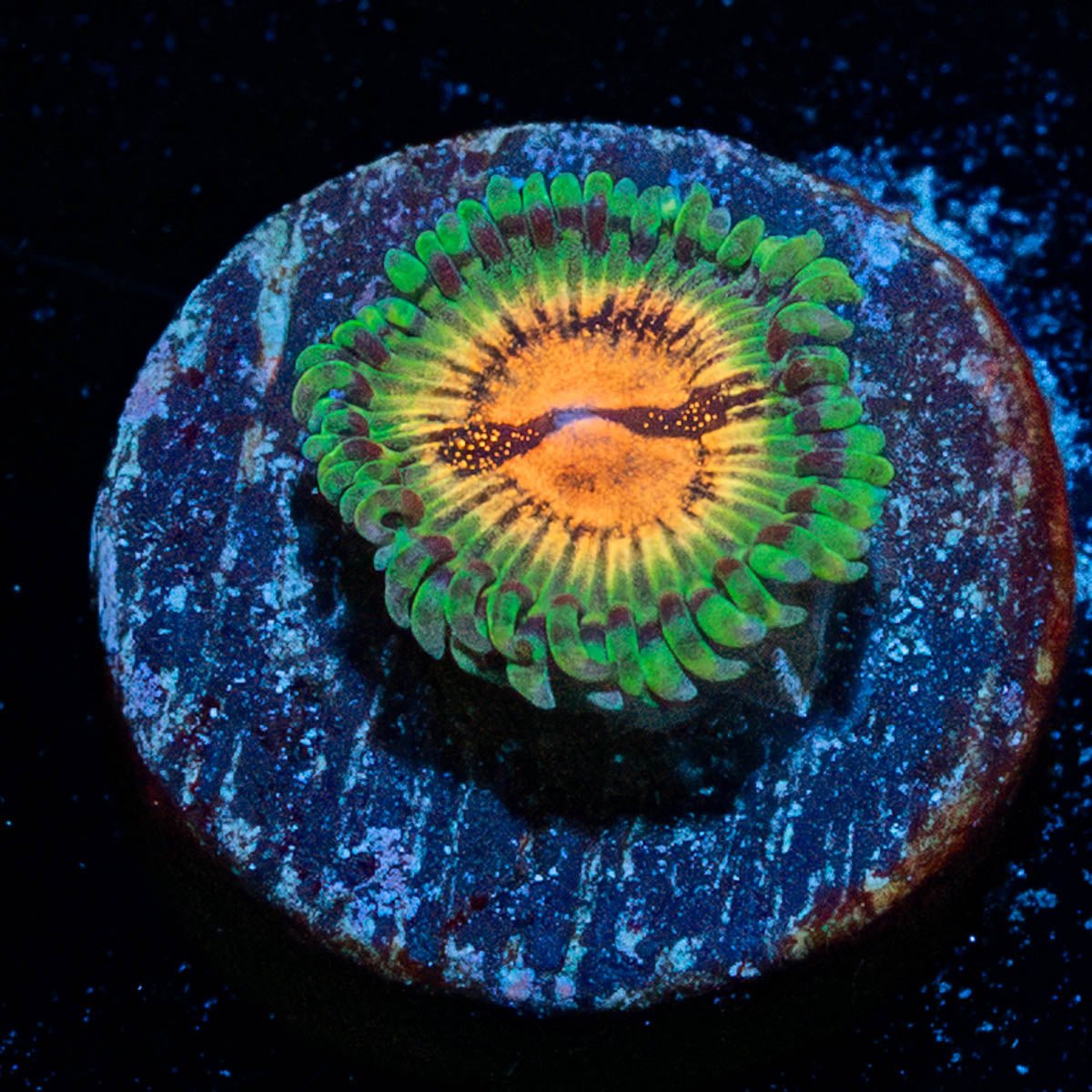 Blood Shots Zoanthid - riptide aquaculture llc