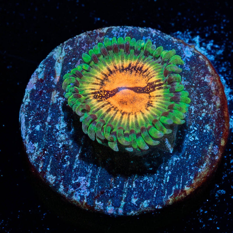 Blood Shots Zoanthid