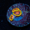 Jedi Mind Trick Zoanthid - riptide aquaculture llc