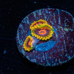 Jedi Mind Trick Zoanthid - riptide aquaculture llc