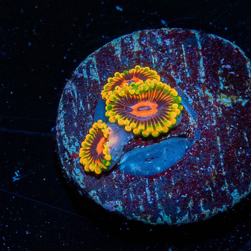 Jedi Mind Trick Zoanthid