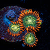 Blue Berry Yum Yum Zoanthid - riptide aquaculture llc