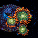 Blue Berry Yum Yum Zoanthid - riptide aquaculture llc