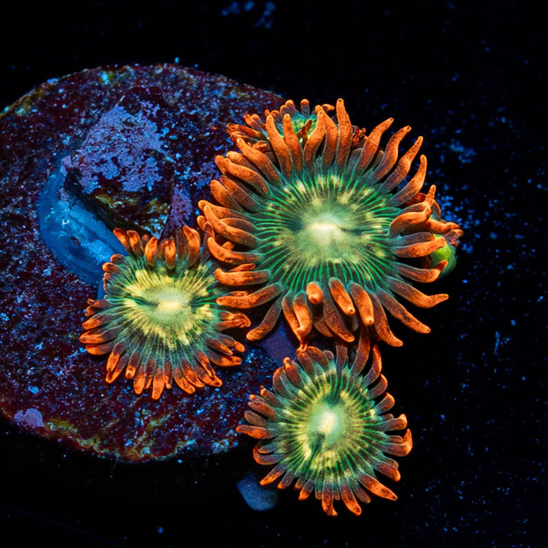 Blue Berry Yum Yum Zoanthid