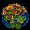Zoanthid Combo - riptide aquaculture llc