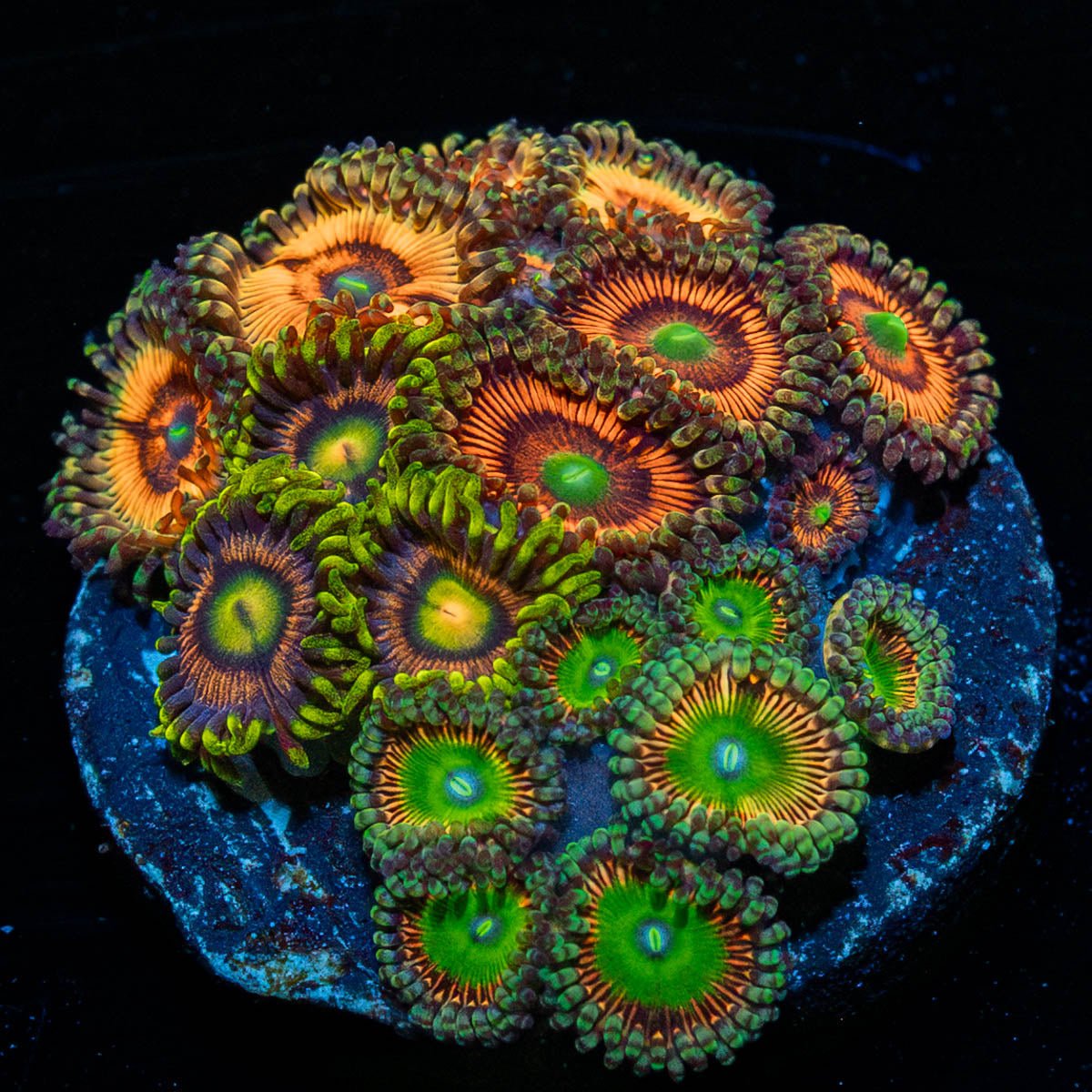 Zoanthid Combo - riptide aquaculture llc