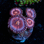 Pink Zippers Zoanthid - riptide aquaculture llc