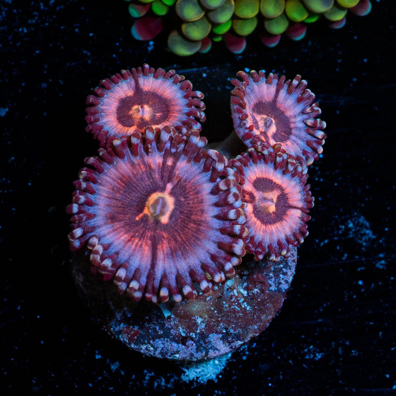 Pink Zippers Zoanthid