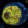Ultra Ricordia Mushroom - riptide aquaculture llc