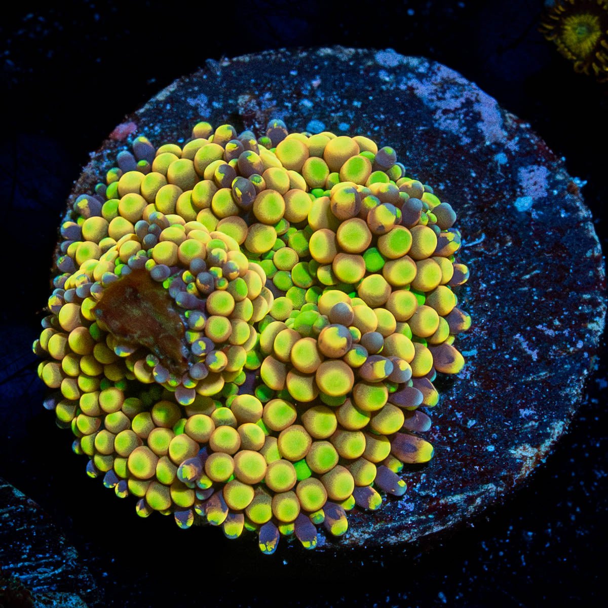 Ultra Ricordia Mushroom - riptide aquaculture llc