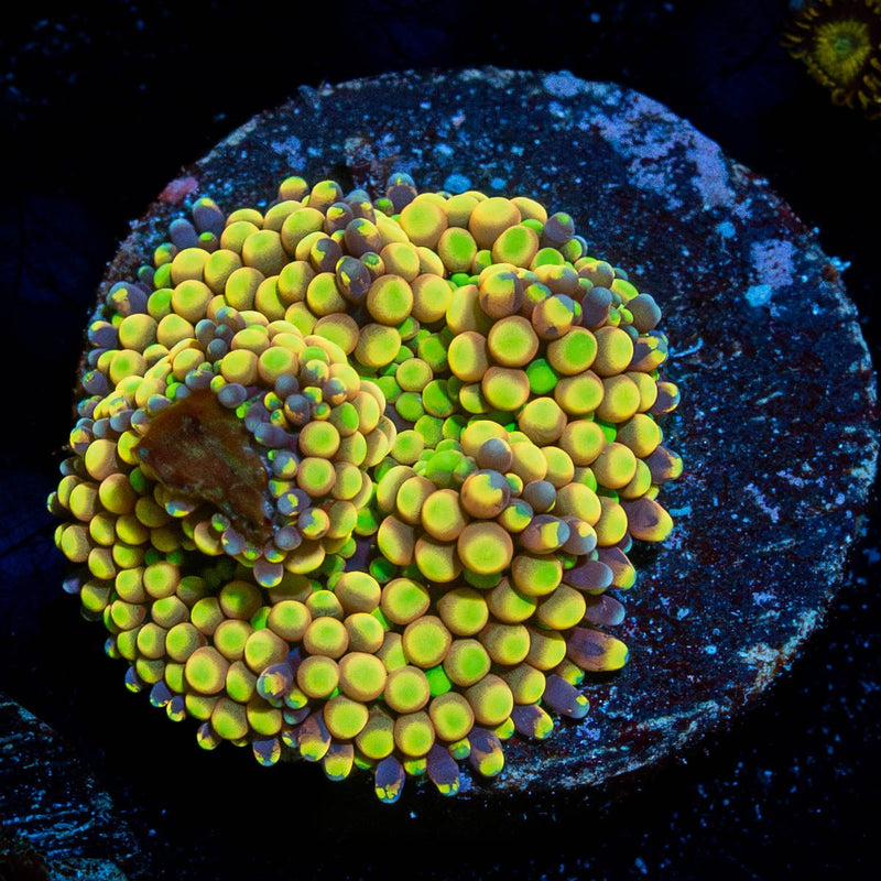 Ultra Ricordia Mushroom