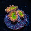 Pink Elephants Zoanthid - riptide aquaculture llc