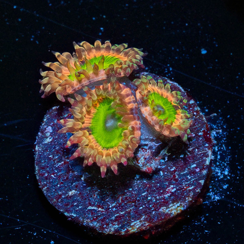 Pink Elephants Zoanthid