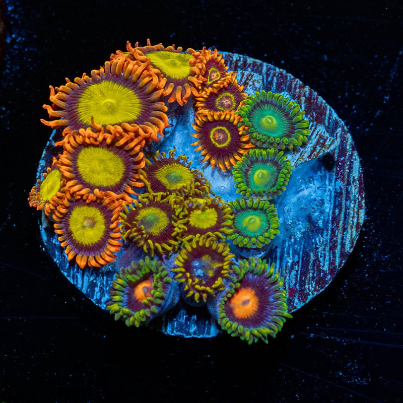 Zoanthid Combo