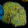 Ultra Ricordia Mushroom - riptide aquaculture llc