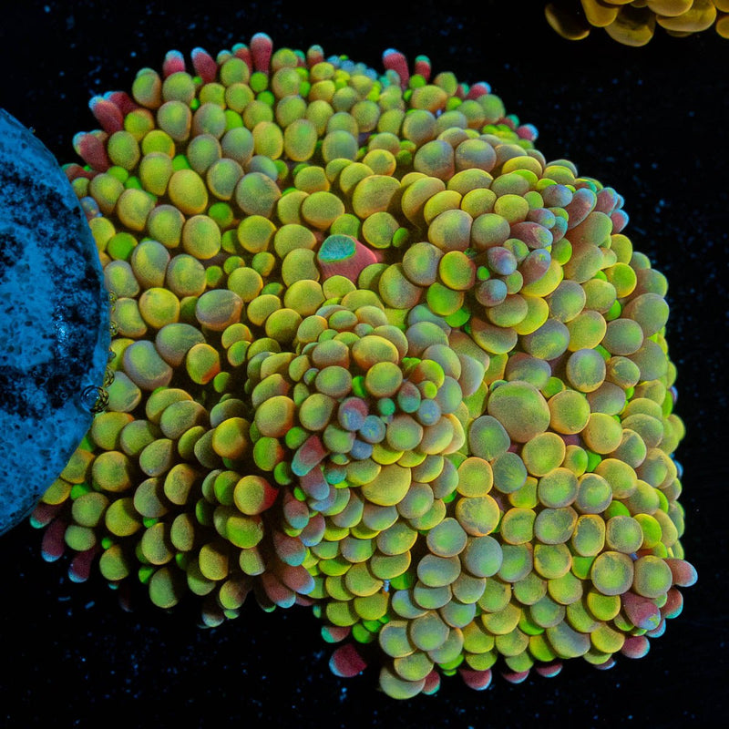 Ultra Ricordia Mushroom