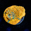 Holy Diver Chalice - riptide aquaculture llc