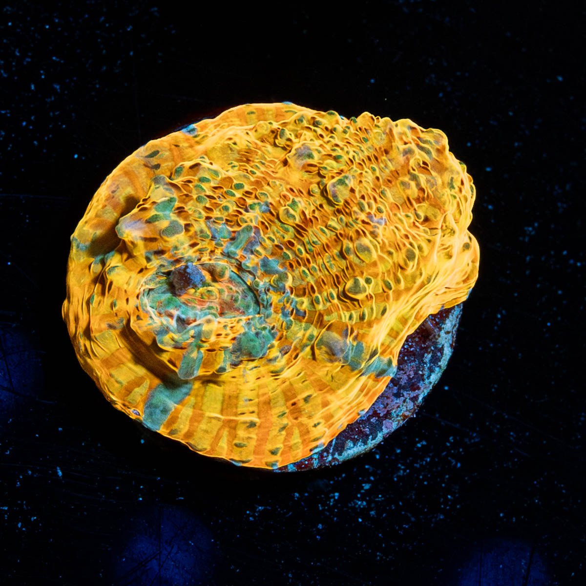 Holy Diver Chalice - riptide aquaculture llc