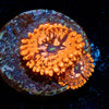 Utter Chaos Zoanthid - riptide aquaculture llc