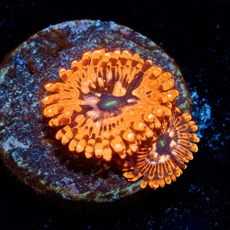 Utter Chaos Zoanthid