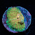 The Mask Convict Chalice - riptide aquaculture llc