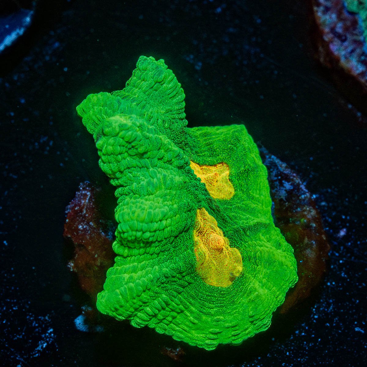 Space invaders Pectinia - riptide aquaculture llc