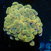 Gold Hammer - riptide aquaculture llc